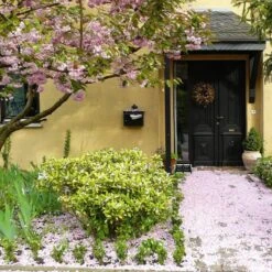 Talen Tools - Voetenveger - Dubbel - Harde Kunststof Borstels 10 Talen Tools - Voetenveger - Dubbel - Harde Kunststof Borstels -Tuingereedschaps Winkel 1200x1200 585