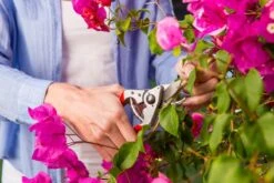 Felco 14 Snoeischaar | Ergonomisch | Voor Kleine Handen 5 Felco 14 Snoeischaar | Ergonomisch | Voor Kleine Handen -Tuingereedschaps Winkel 1200x800 92