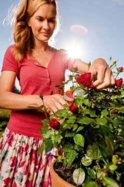 WOLF-Garten Snoeischaar "Premium Plus" RR 4000 - Max. Knipdiameter 22 Mm - Links- En Rechtshandige - Softinleg Handgreep - Snijhoek 30° - Voor Grote Handen - Vervangbare Messen 22 WOLF-Garten Snoeischaar "Premium Plus" RR 4000 - Max. Knipdiameter 22 Mm - Links- En Rechtshandige - Softinleg Handgreep - Snijhoek 30° - Voor Grote Handen - Vervangbare Messen -Tuingereedschaps Winkel 799x1200 24