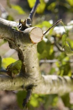 GARDENA - Comfort - Hefboomsnoeischaar Smartcut - Snoeischaar - Takdikte Max. 22 Mm 11 GARDENA - Comfort - Hefboomsnoeischaar Smartcut - Snoeischaar - Takdikte Max. 22 Mm -Tuingereedschaps Winkel 799x1200 36